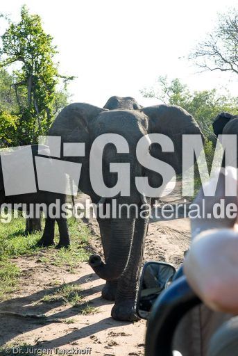 Afrikanischer Elefant (61 von 131).jpg